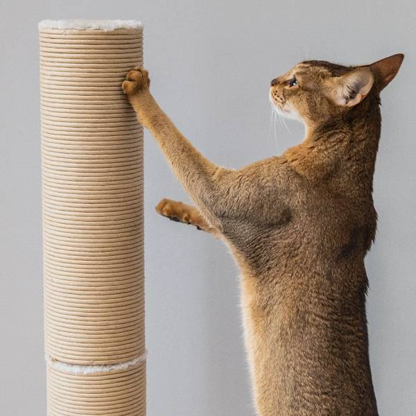 scratching post for cats